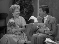 Click to watch 'Never Name a Duck' (popup) The Dick Van Dyke Show